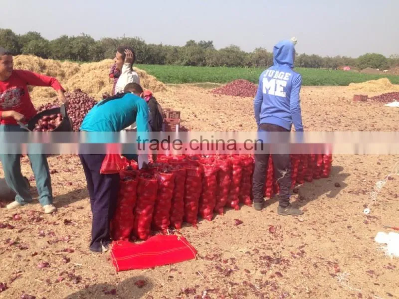 ONION Origin Egypt