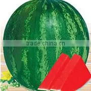 SQ08 Yuzhu round shape squash seeds for planting, different types of squash seeds
