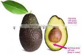 Avocado Seed oil