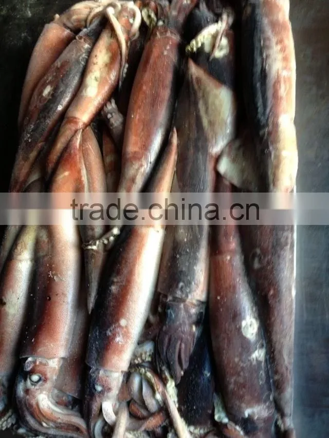 Frozen Squid Todarodes Pacificus