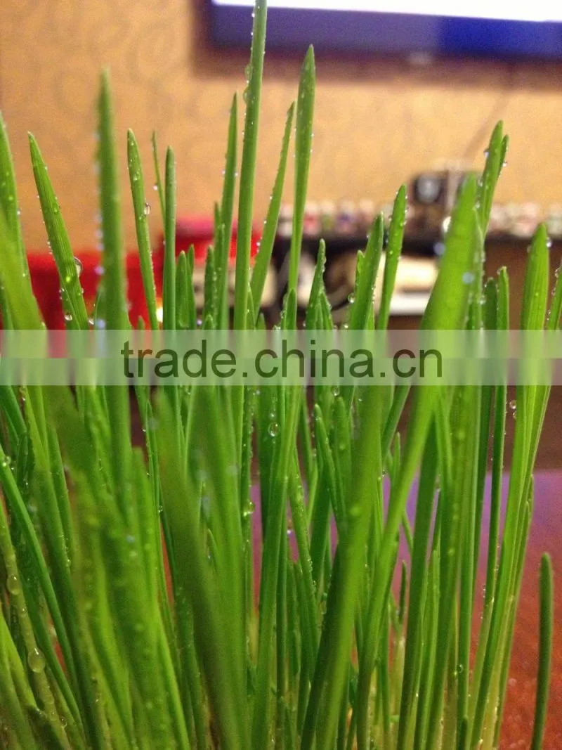 manual cast iron healthy wheatgrass juicer / fruit juicer