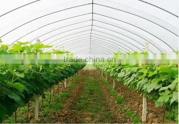 fresh grapes for sale
