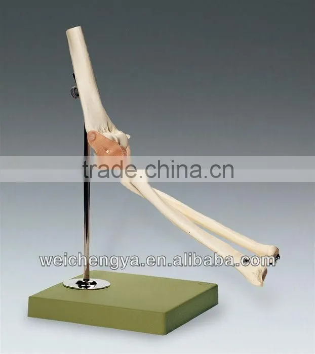 Life-Size Elbow Joint Model
