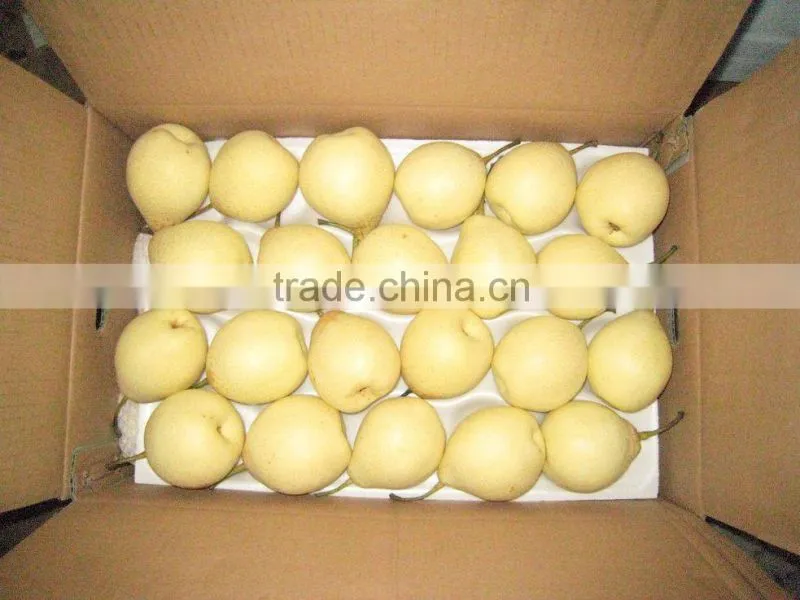 Fresh Shandong Pear 60-70-80 in 15kg Carton