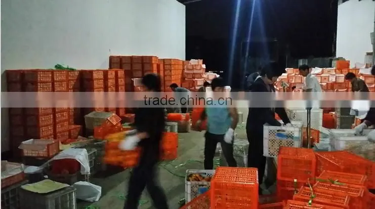names of fruit products mandarin orang with complete price