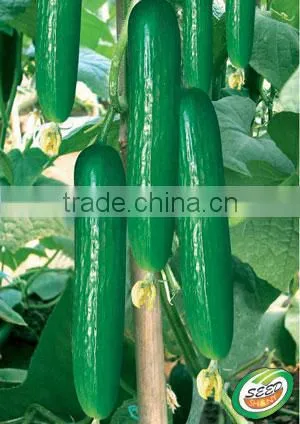 Cucumber hybrid seeds for growing