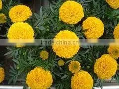 China Qingdao BNP Supplies Best Quality tagetes erecta extract supplier