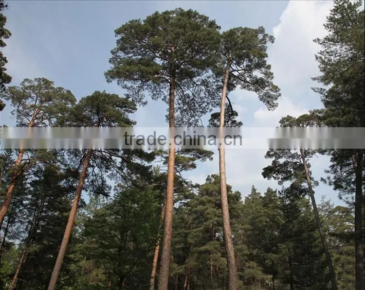 Changpai Scotch Pine seedling