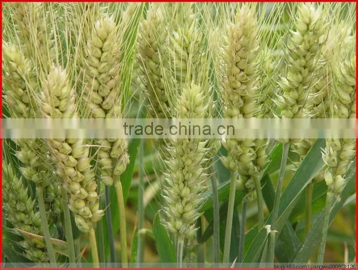 wheat gluten meal for animal feed