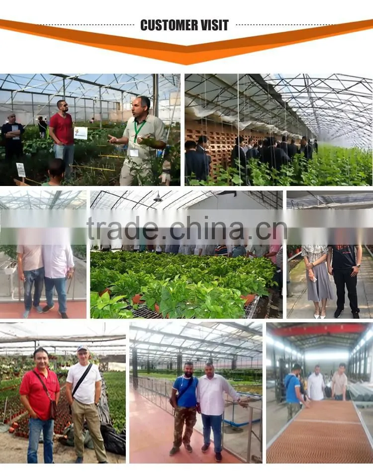 Large glass agricultural greenhouses indoor glass greenhouse used