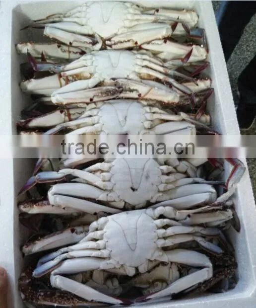 Frozen Whole Blue Swimming Crab