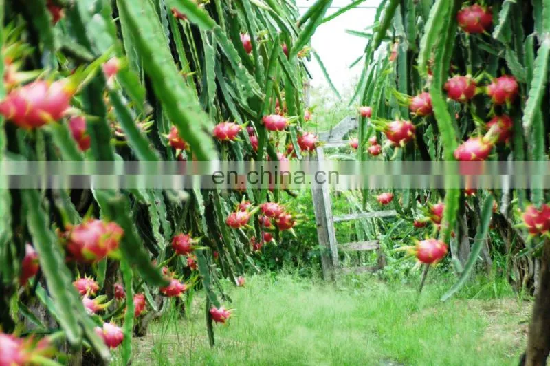 Natural Fresh Dragon Fruit/ Fresh Pitaya From Vietnam