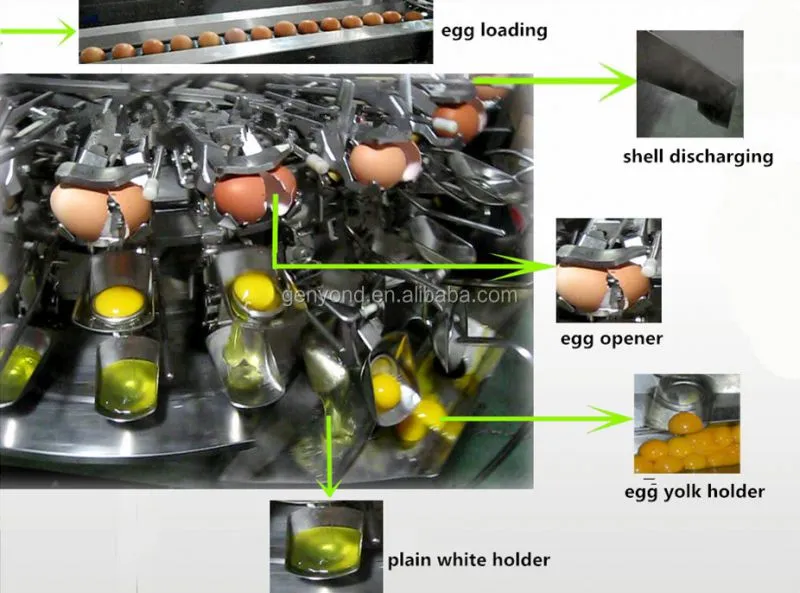 Egg Shell and Liquid Separating Machine|Chicken Egg Breaking Machine
