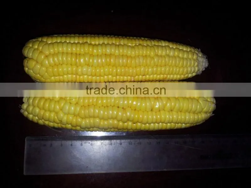 Non Gmo Vacuum Sweet Corn