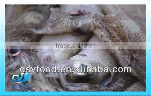 Frozen Squid after cleaning