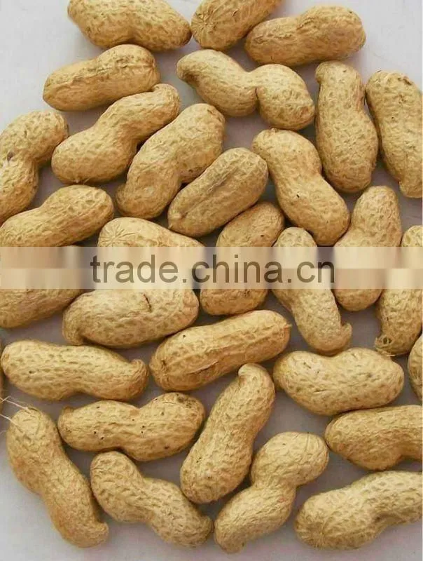 Chinese Best Roasted groundnut in shell