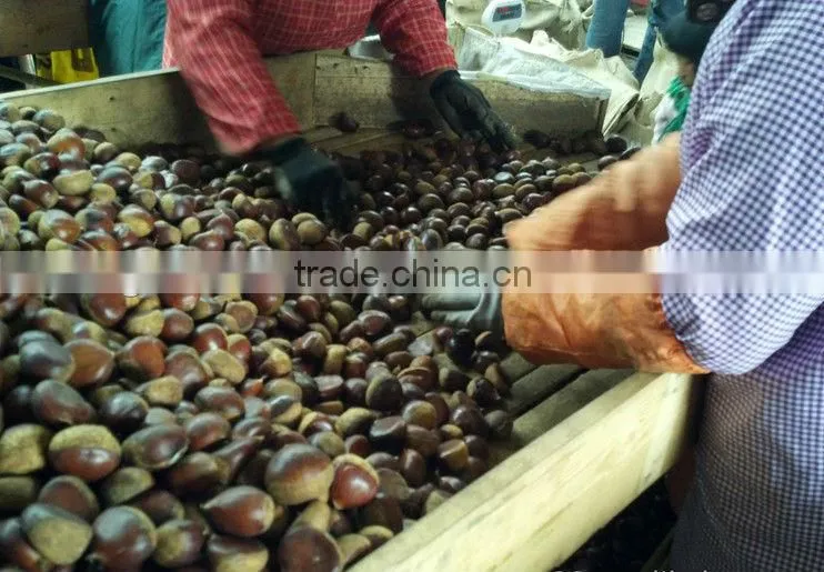 40-50 Dandong Chestnut, Lowest Price