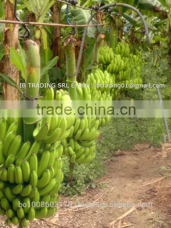 fresh bananas
