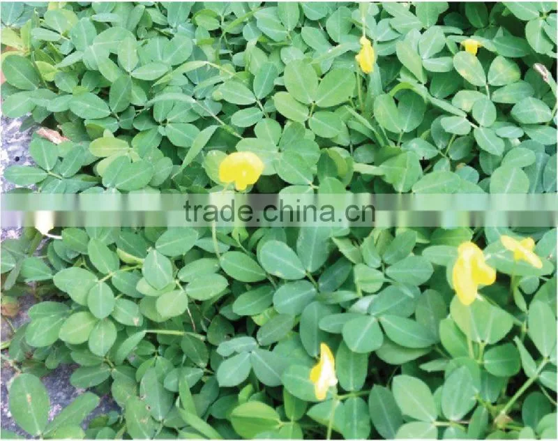 MC20 wholesale china 20X micro lens for lens smartphone