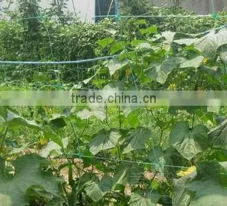 hot selling high quality bean cucumber BOP Net Plant Climbing Net