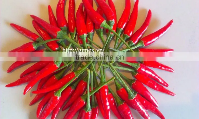HOT PEPPER, CHILLI +84963818434 whatsapp