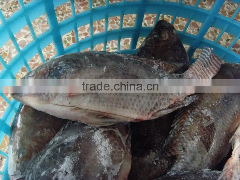 2016 New stock whole frozen fresh seafood priceGutted tilapia on sale