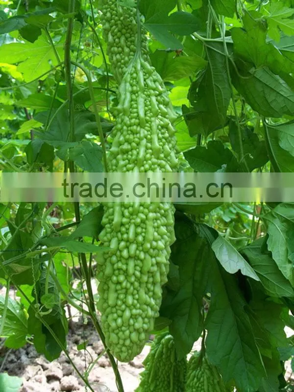 MBG031 Zhun dark green bitter melon seeds, hybrid bitter gourd seeds