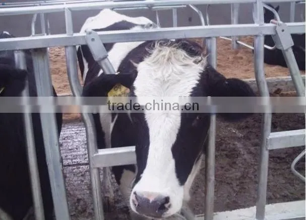 Cattle Head Gate