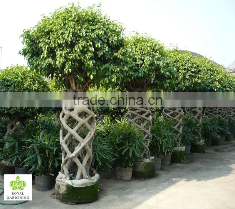 Ficus benjamina cage shape topiary plant ( landscaping tree)