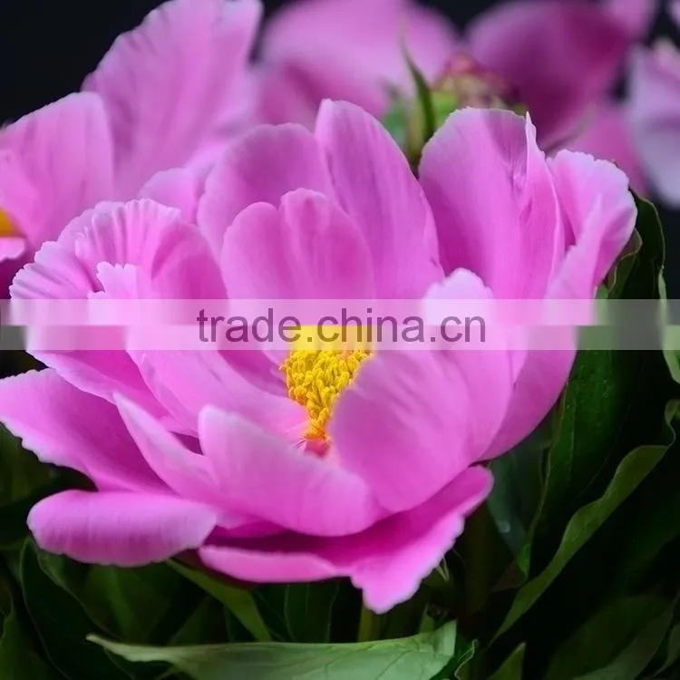 Alibaba china hot sell small peony