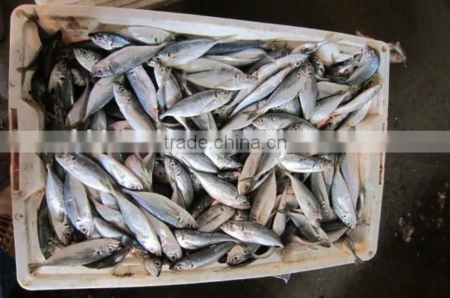 14-16cm Zhejiang original frozen horse mackerel