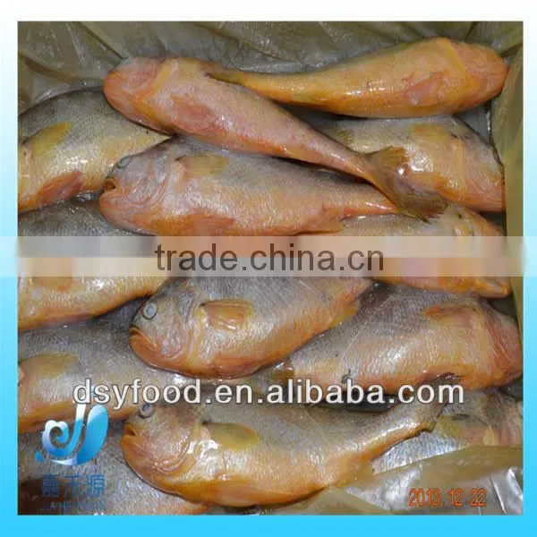 Frozen yellow croaker fish