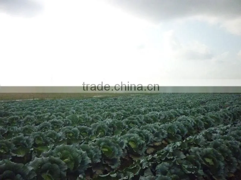 Green Cabbages