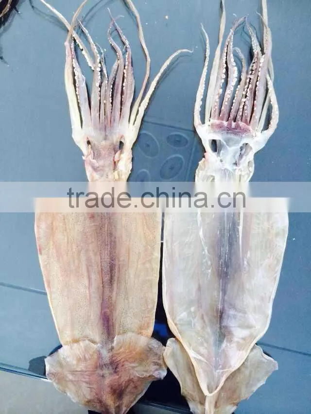 export dried shredded squid, dried illex squid