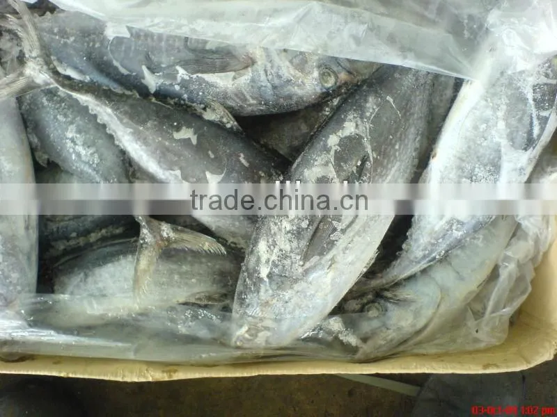 frozen fresh yellowfin tuna fish for sale