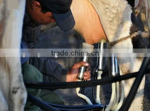 camel milking machine