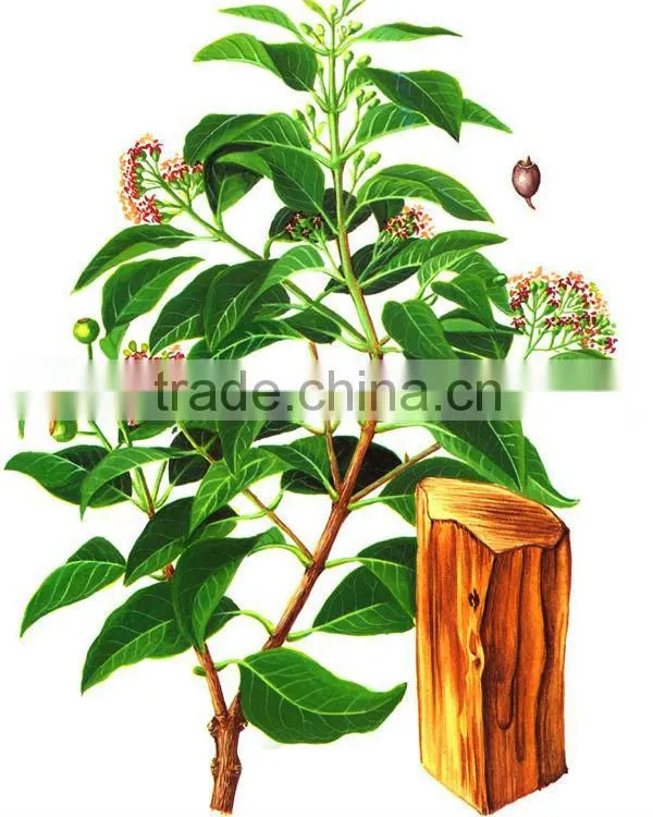 Natural and Pure Sandalwood Essential Oil