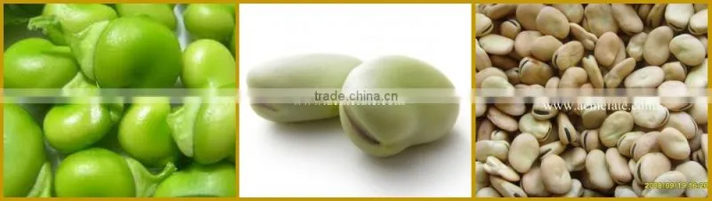 hot sales delicious Dry Broad Beans/fava Beans