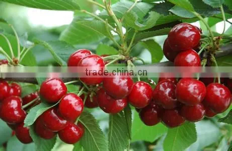 Red cherry fruit tree seeds for Growing