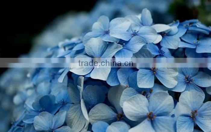 The shrub plant Hydrangea macrophylla seedling