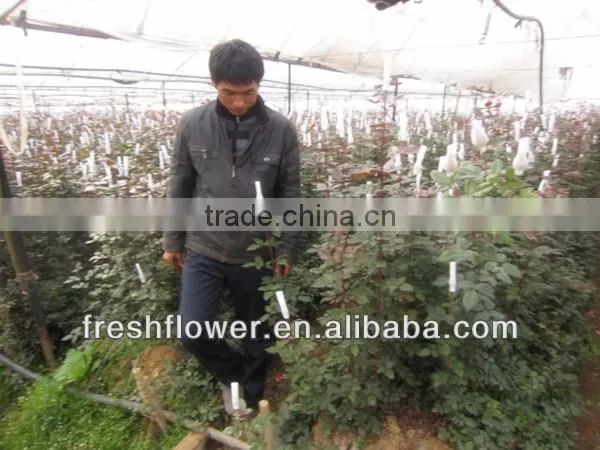 wholesale fresh cut rose flower rose named peach rose from china