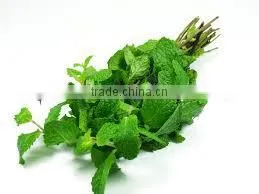 Peppermint Oil