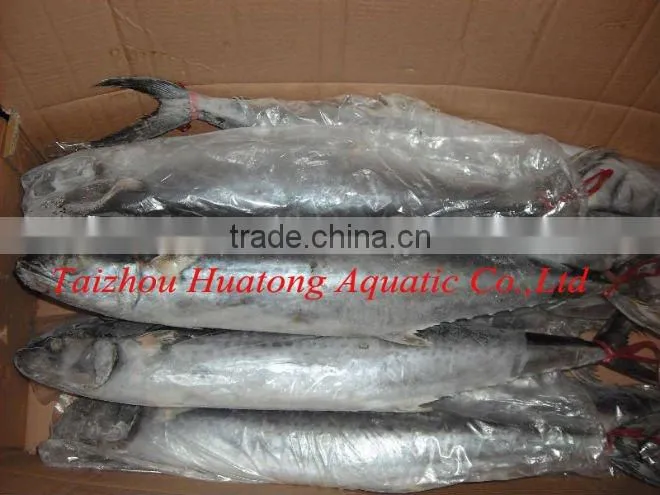 frozen sardine (sardinella longiceps) w/r