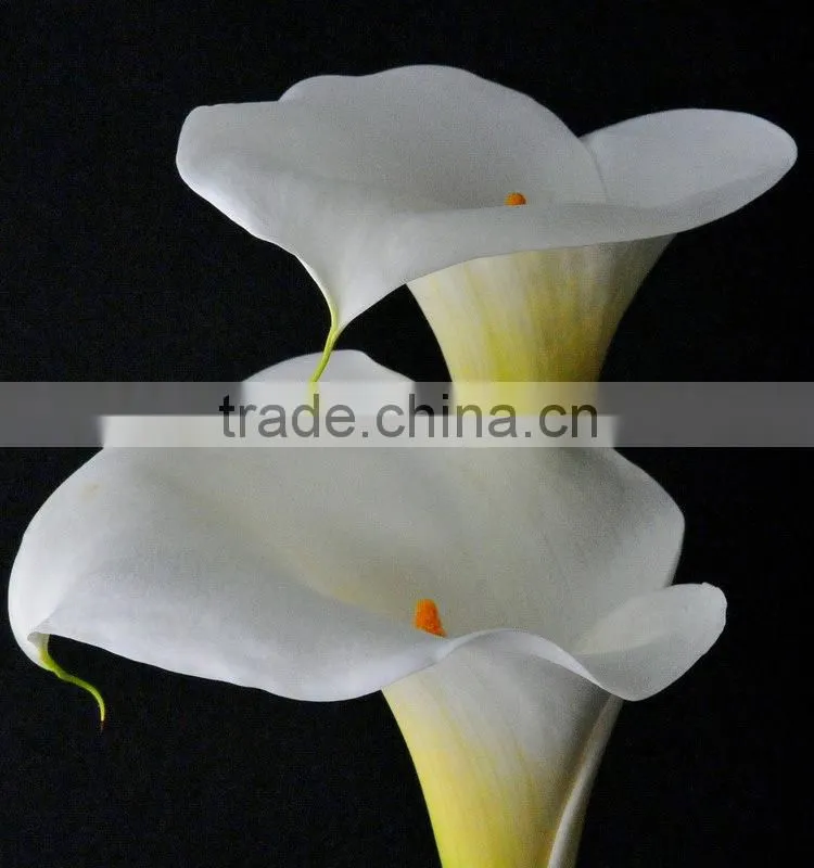 New stylish calla lily flower for decor