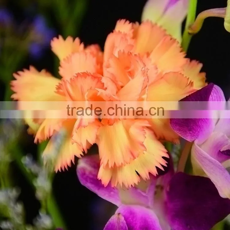 Durable Carnival single stem carnation flower