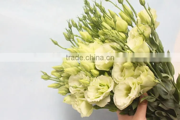 Wide varieties new coming beautiful hybrid eustoma grandiflorum