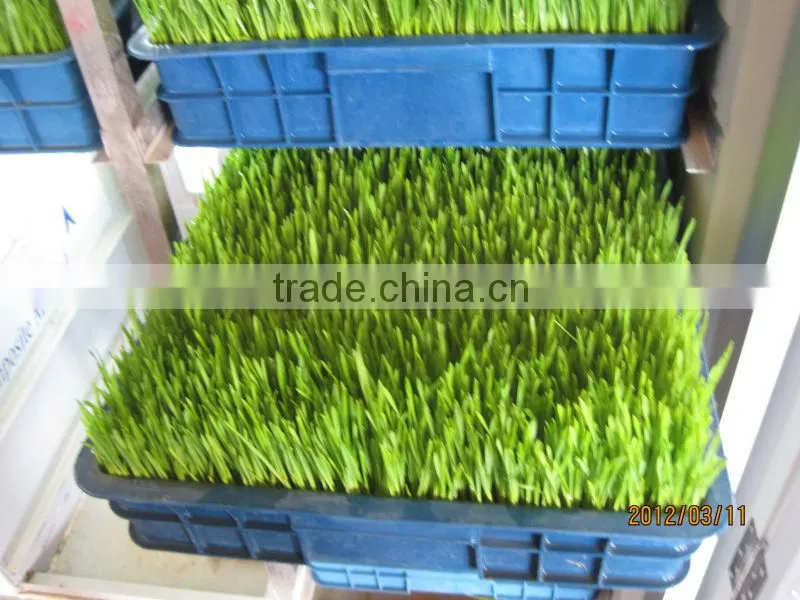 Automatic 100kg/day Barley sprouting machine