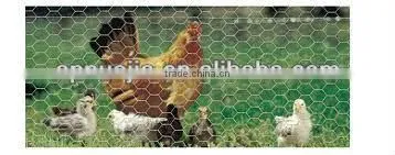 chickeng wire netting / hexagonal wire netting (manufacturer ISO9001 )