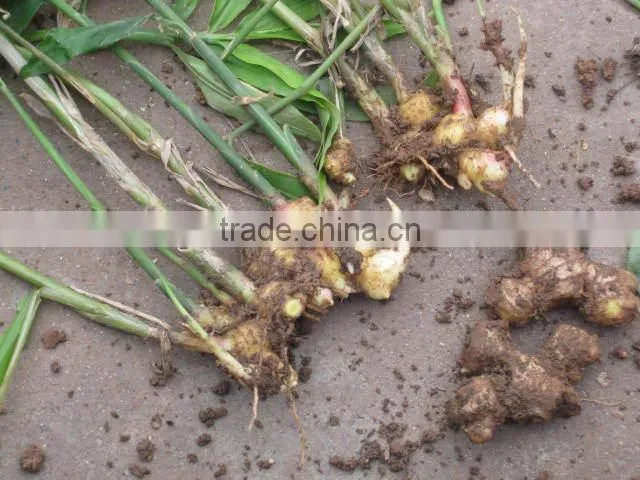 2015 New crop of fresh ginger , professional suppliers