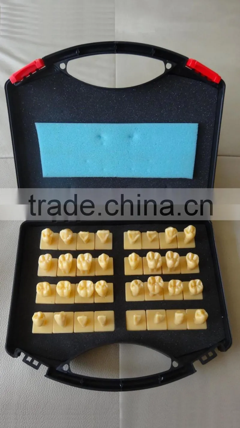 Dental 2 times crown model DEA-44 teeth models